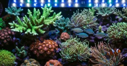 Dechberoucí detailní fotografie mořského akvária s korály a exotickými rybami.